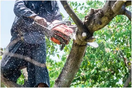 tree services Waterloo